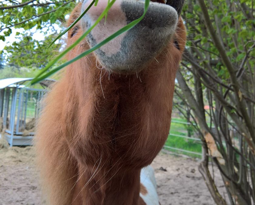 Das erste Gras schmeckt sooooooo lecker